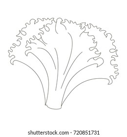 Cartoon outlined vegetable illustration with thin line black stroke