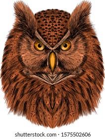 cartoon owl bird brown vector