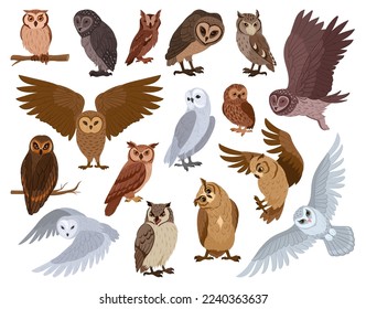 Cartoon owl birds. Woods wildlife birds, brown and snowy owls, forest wild predator birds species flat vector illustration set. Feathered owls collection