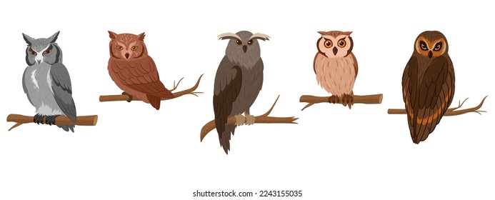 Cartoon owls sitting on branches. Wildlife birds species, feathered animals, wise forest owls flat vector illustration on white background