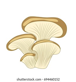 Cartoon oyster  mushroom isolated on white background. Vector illustration.