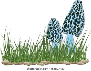 Cartoon painting of blue petty morel in grass and stones isolated on white background