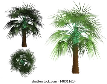Cartoon Palm