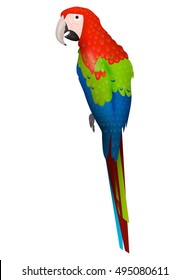 cartoon parrot detailed bird isolated on white background, red green and blue patron sitting on white