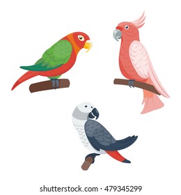 Cartoon parrots set and parrots wild animal birds