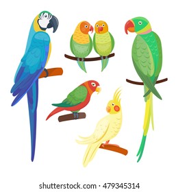 Cartoon Parrots Set And Parrots Wild Animal Birds