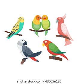 Cartoon Parrots Set Parrots Wild Animal Stock Vector (Royalty Free ...