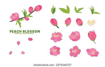 Cartoon peach blossom vector set with flower, leaf, falling petals, bud, branch. Cherry blossom vector. Spring flower.Tet flower. Vietnam traditional new year flower. Flat vector in cartoon style.