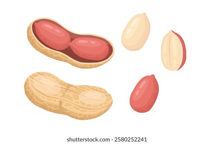 Cartoon peanuts. Delicious tasty peanuts snack, raw peanut in shell flat vector illustration. Crunchy peanuts nuts on white background