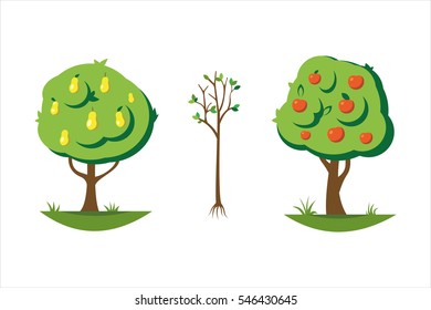 Cartoon pear and apple tree vector illustration