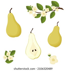 Cartoon pear set. Tree branch with flowers. Cross section of cut pear and whole fruit, isolated vector illustration