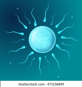 Cartoon perms going to the ovule