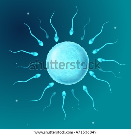 Cartoon perms going to the ovule