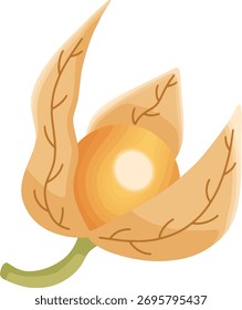 Caricatura de vainas de semillas de physalis
