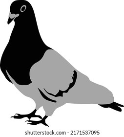 cartoon pigeon silhouette vector. fill with gray and black colors. isolated on white back ground. Pigeons are symbolic of fertility and prosperity, fortune, luck, and transformation. 
