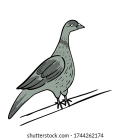Cartoon pigeon vector illustration. Black line, gray feather. Sketch, hand drawn bird.