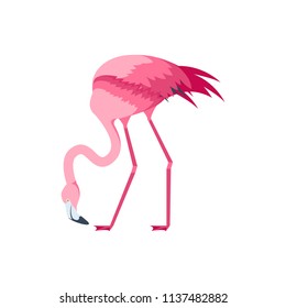 Cartoon Pink Flamingo Bird Set Tropical Wild Beautiful Exotic Trendy Symbol Flat Design Style Isolated on White Background. Vector illustration