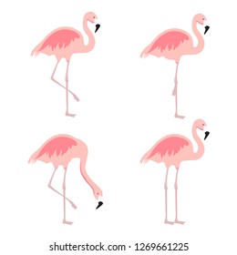Cartoon pink flamingo vector set. Cute flamingos collection. Flamingo animal exotic, nature wild fauna illustration 