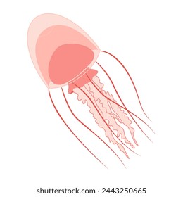 Cartoon Pink jellyfish flat style. Medusa vector illustration. Modern flat illustration Jellyfish isolated on white background. Vector illustration