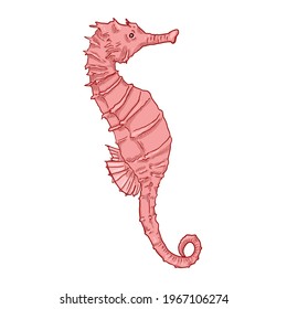 Cartoon Pink Seahorse Vector Illustration