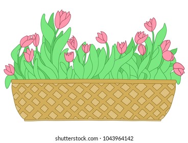 Cartoon pink tulip in long flower box. Vector illustration isolated on white background.