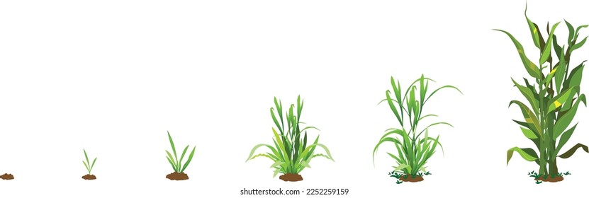 Proceso de crecimiento de la planta de caricatura, Ilustración de vectores