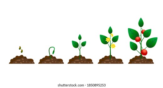 Cartoon plant growth phase. Tomato growth cycle. Vector flat style. Stock image.