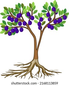 Cartoon plum tree with green crown, ripe blue plums and root system isolated on white background