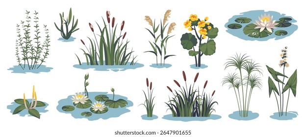 Plantas de charco. Flora aquática e grama, botânica do pântano, lírio, canas, cattails, lótus, elementos naturais da paisagem do verão do lago, crescimento selvagem, decoração para o jardim, conjunto isolado vetor arrumado