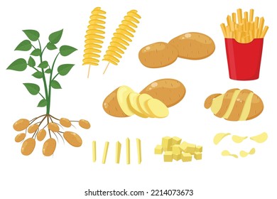 Cartoon potato, raw sliced potatoes, french fries, chips. Potatoes vegetable products, chopped and peeled potatoes vector illustration set. Ripe, tasty potato vegetable.