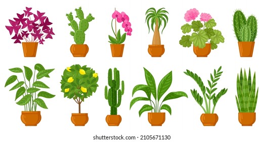 Cartoon potted plants, home and garden flowers in pots. Botanical flower pots, interior plants decor vector illustration set. Flowers and plants in pots. Cartoon houseplant and flowerpot