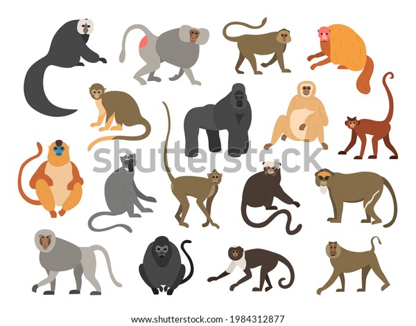 Cartoon primates. Chimpanzee and gorilla monkeys.\
Wild animals set with tails. Cute apes sit or climb on trees.\
Tropical gibbon and orangutan. Funny capuchin or macaque. Vector\
fauna