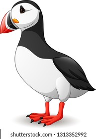 Cartoon puffin bird isolated on white background
