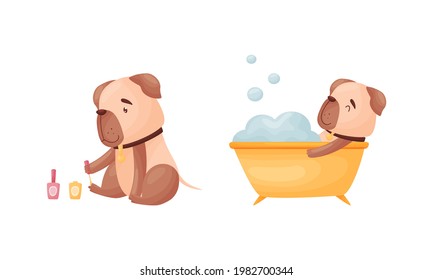Cartoon Pug Dog Character Grooming Bathing in Bathtub and Painting Nails Vector Set