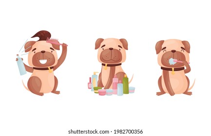 Cartoon Pug Dog Character Grooming Brushing Teeth and Setting Fur with Spray Vector Set