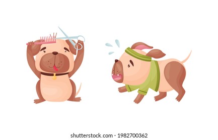 Cartoon Pug Dog Character Grooming and Jogging Vector Set