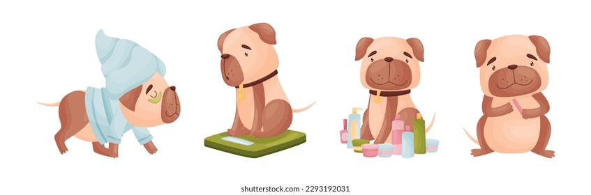 Cartoon Pug Dog Character Polishing Nails, in Towel, Weighing and with Spa Bottles Vector Set