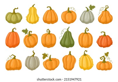 Cartoon pumpkins, halloween squash, fall harvest gourds. Pumpkins, squash and leaves vector symbols illustrations. Autumn thanksgiving and halloween pumpkins collection
