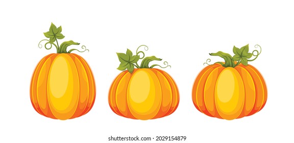 Cartoon pumpkins. Set of three big fresh pumpkins. Usable for Thanksgiving day, Halloween etc