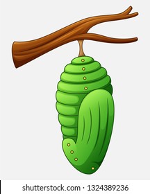 Cartoon Pupa Of The Butterfly