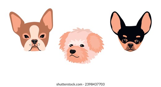 Cartoon purebred dogs set.Chihuahua, Bichon Frize and Boston Terrier.Cute pet heads isolated on white background.Animal clip art for design card,patterns,poster,print.Vector flat illustration.