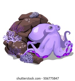 Cartoon purple octopus hiding in the rock grotto. Inhabitants of the seas and oceans isolated on white background. Vector illustration.