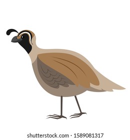 Cartoon quail. Vector illustration on a white background. Drawing for children.