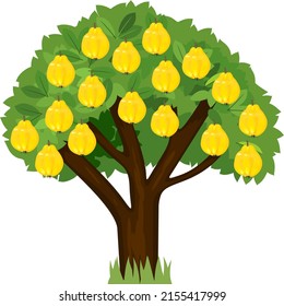 Cartoon quince tree with green crown and ripe yellow fruits isolated on white background