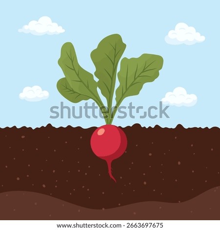 Cartoon Radish Growing in Soil, Flat Vector Illustration. Cute Root Vegetable with Green Leaves. Organic Garden Harvest, Agriculture Crop. Healthy Food Icon. Farm, Gardening. Plant Growth Design