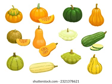 Cartoon raw zucchini, pumpkin, squash and butternut vegetables, vector farm veggies. Organic food plants icons of squash courgette, zucchini marrow and butternut with pumpkin for eat and cooking