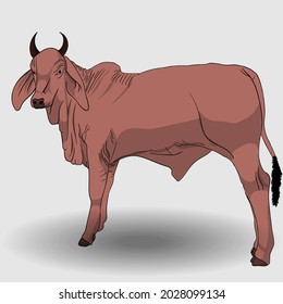 cartoon red cow illustration and vector