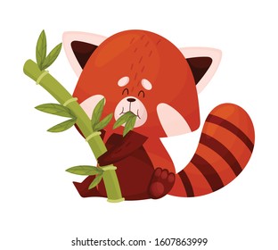 Cartoon Red Panda Character Chewing Bamboo Leaves Vector Illustration
