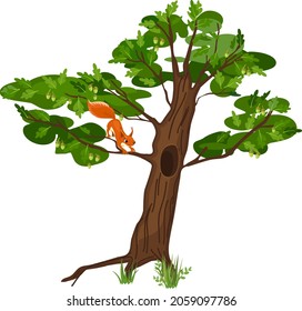 Cartoon red squirrel on oak tree with hollow, green foliage and acorns isolated on white background