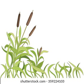 cartoon reeds background. vector
